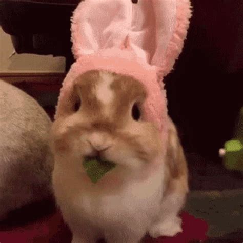 cute easter bunny gif